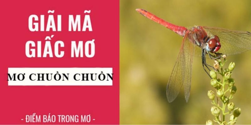 Các con số may mắn tương ứng với từng hoàn cảnh cụ thể trong giấc mơ thấy chuồn chuồn