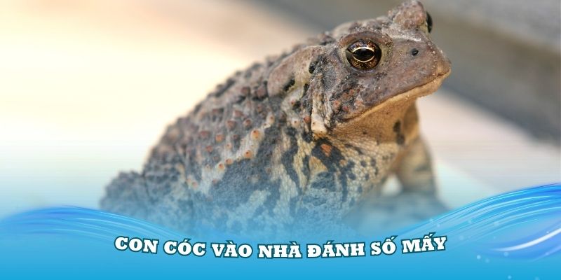 Con Cóc Vào Nhà Đánh Số Mấy Dễ Trúng Nhất?