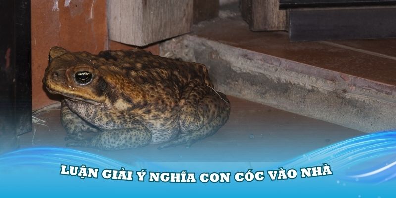 Luận giải ý nghĩa con cóc vào nhà đánh số mấy